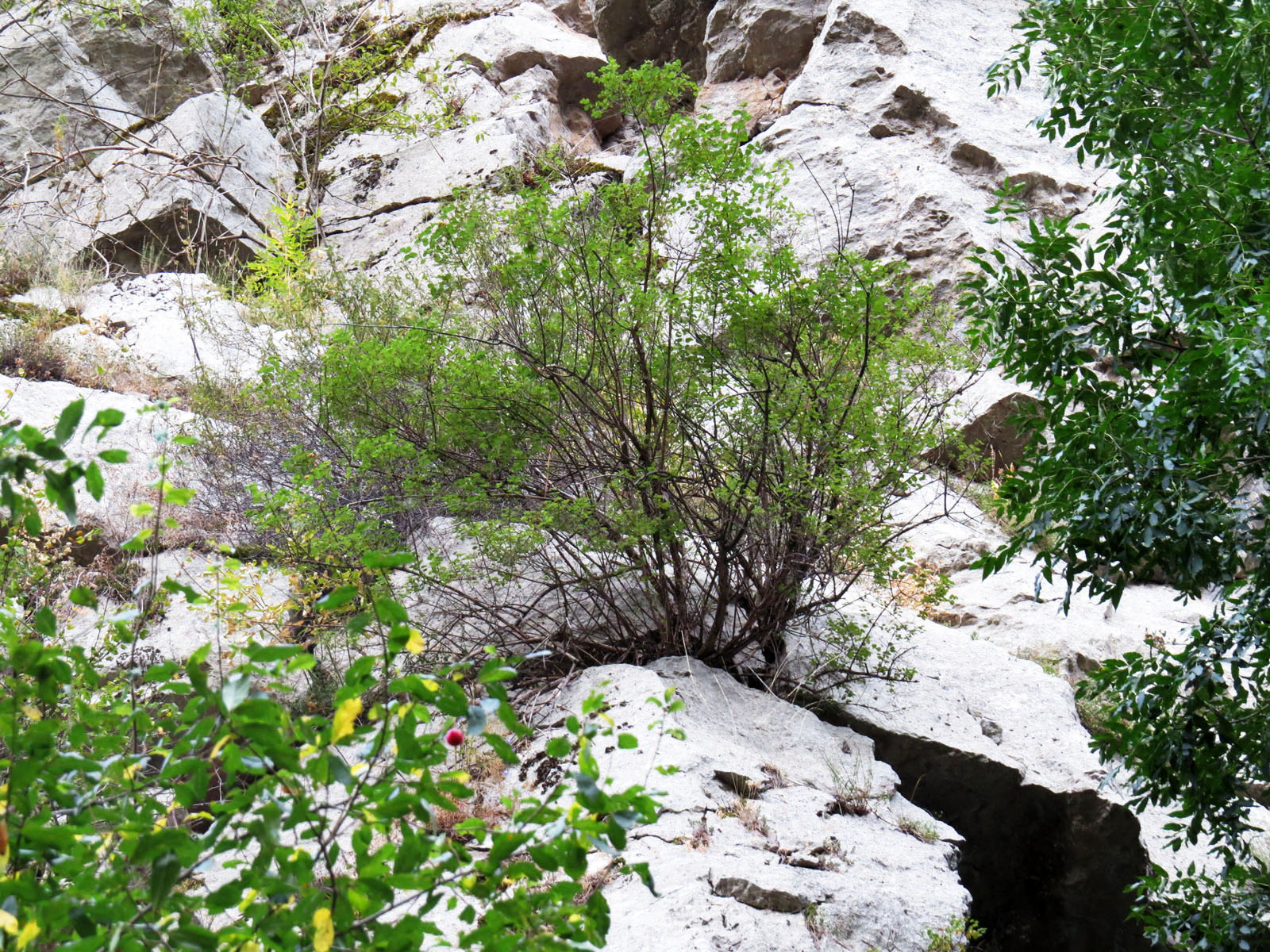 Дерево дикой алыча в расщелине между скалами.