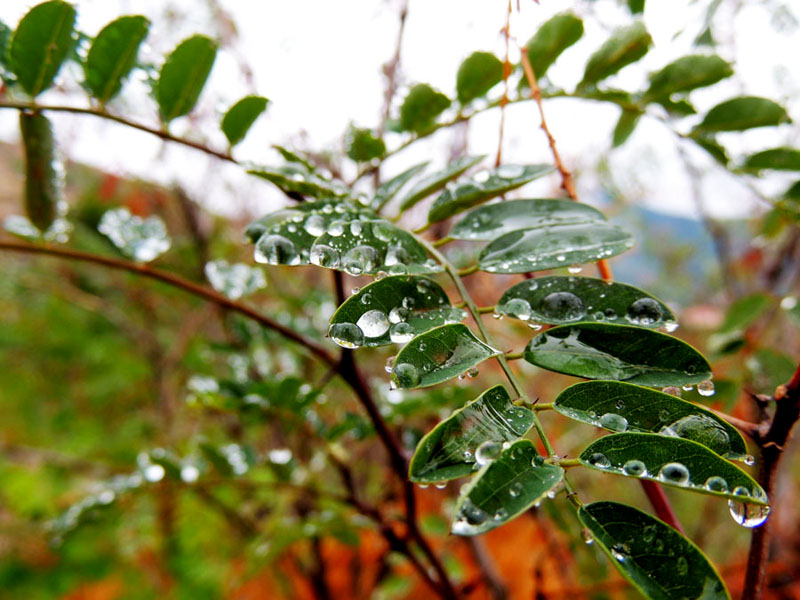 Капли дождя на листьях папоротника.