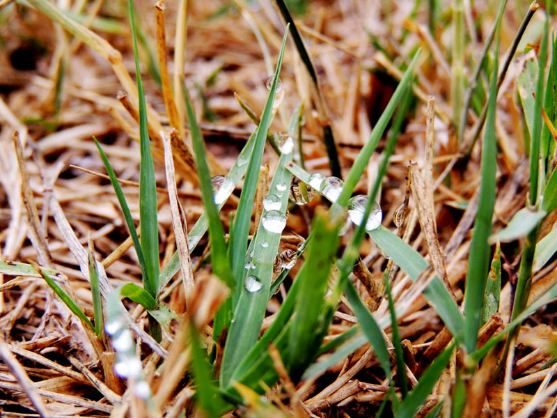 Капли дождя на траве.