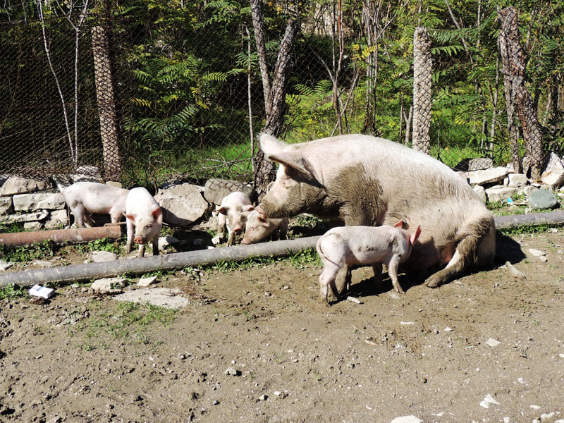 Хрюша со своим семейством. В этом селе многие держат свиней.