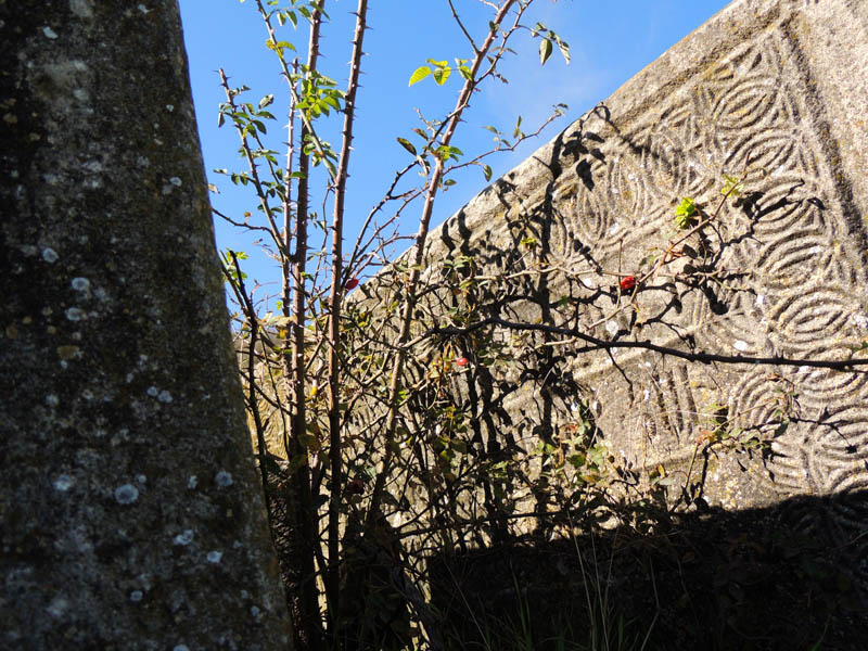 Куст шиповника среди могильных камней. Куст шиповника среди могильных камней.