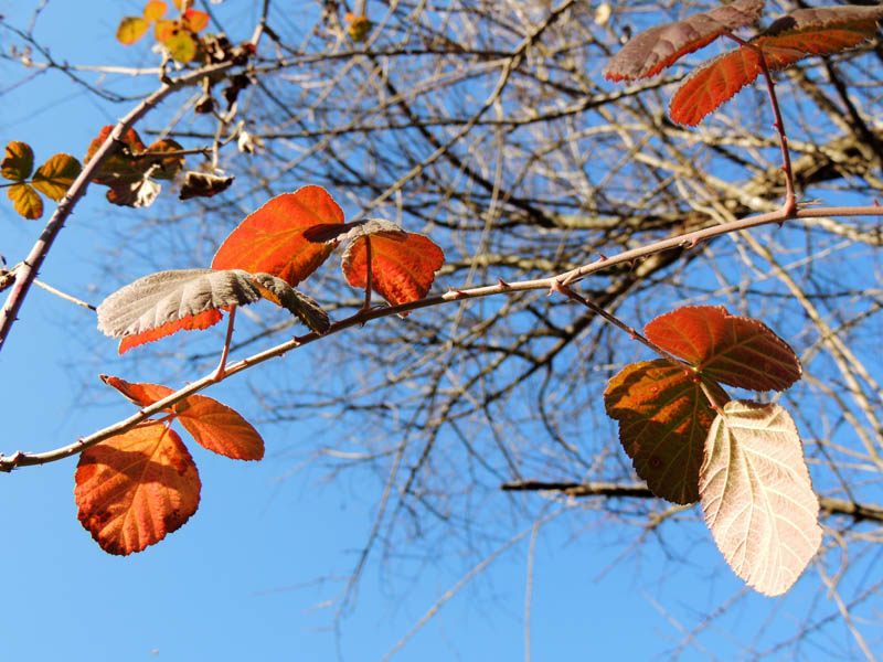 Листья поменявшие цвет.