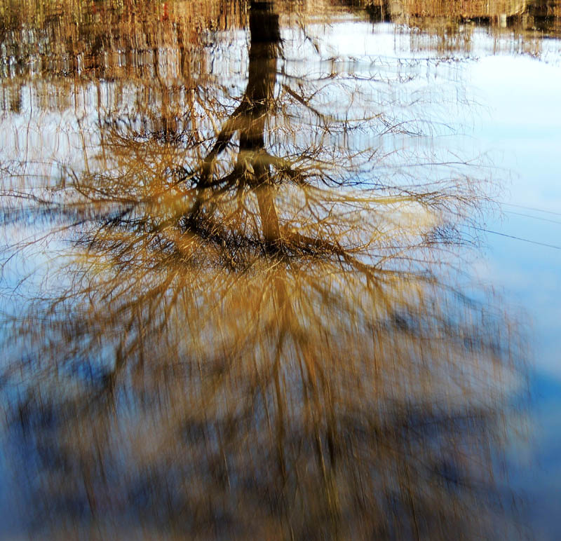 Отражение дерева в воде.