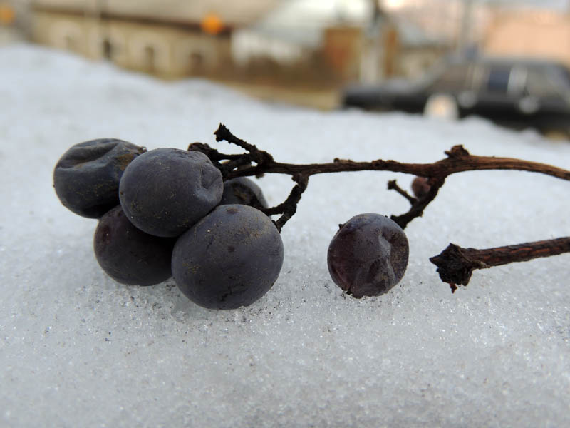 Замёрзший виноград на снегу.