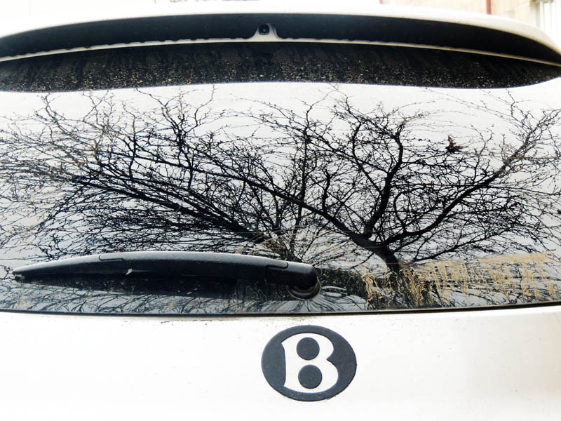 Отражение дерева. Снято через лобовое стекло моего авто, лобовое стекло впереди стоящего автомобиля.