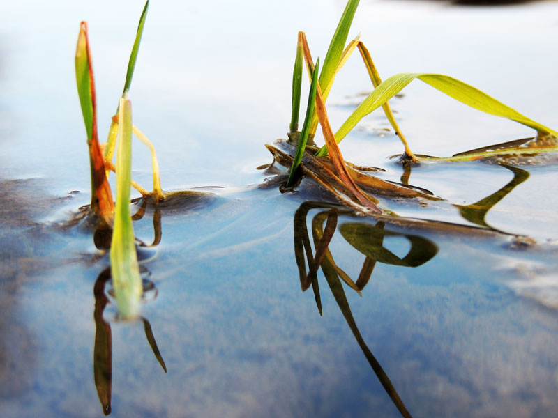 Отражение стеблей в воде.