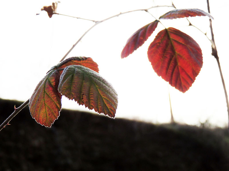 Листья ежевики зимой.