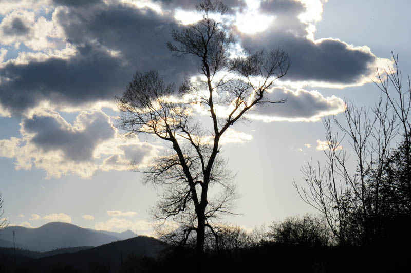 Дерево на фоне грозовых облаков.