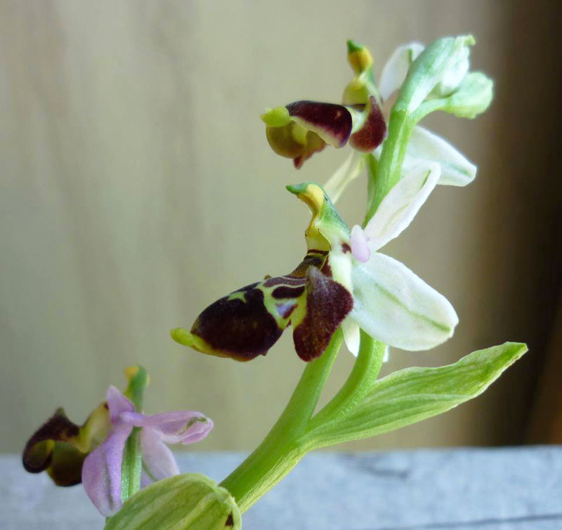Кавказская Орхидея (Ophrys Caucasica).
