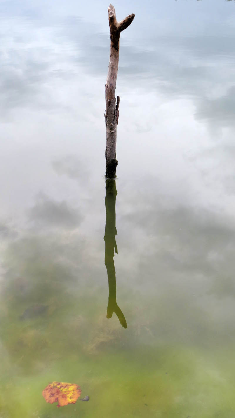 Воткнутая палка в воде и её отражение.