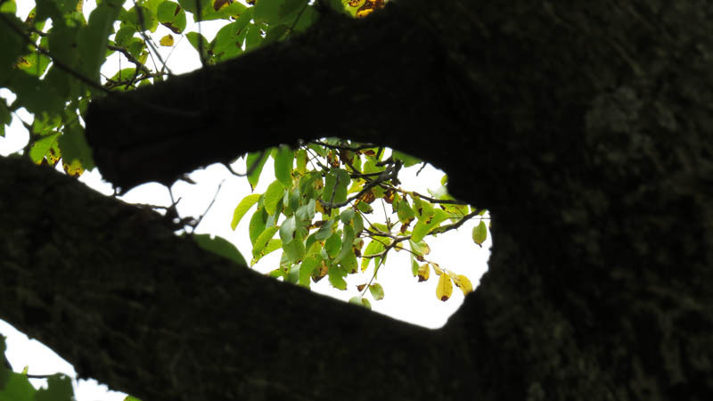 Листья дерева грецкого ореха.