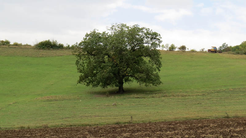 Одинокое дерево на поле.