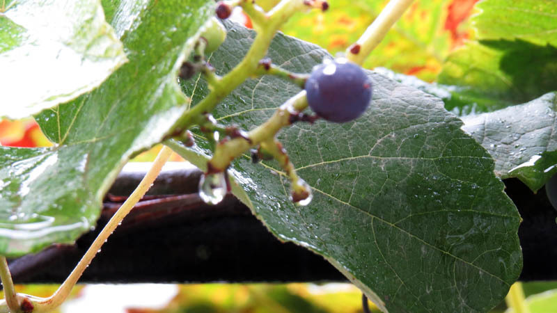 Виноградный лист под дождём.