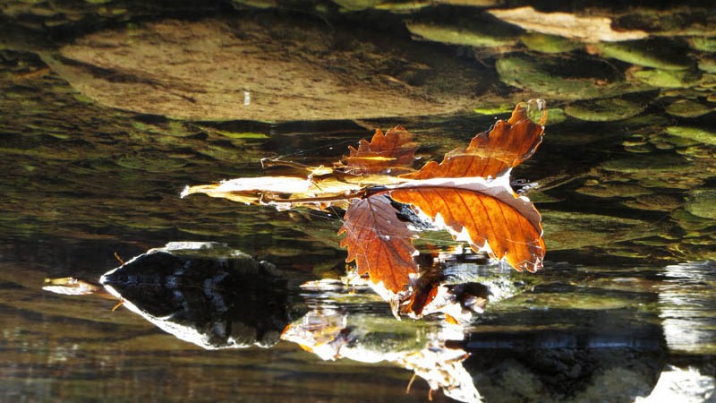 Осенний лист и его отражение в воде. Фотография перевёрнута на 180 градусов.