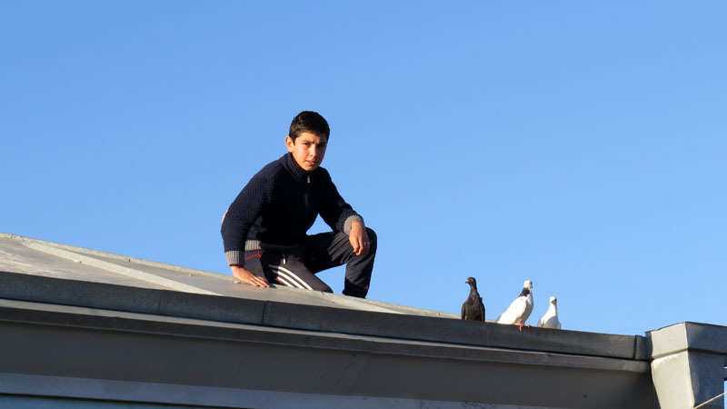 Перед уходом я хотел попрощаться и с Ареном, но он был на крыше дома вместе со своими любимыми голубями...