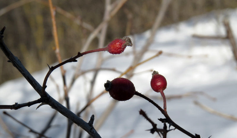  Плоды шиповника на фоне снега.