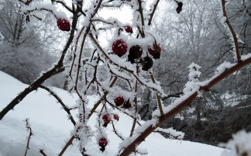   Плоды шиповника покрытые снежком.