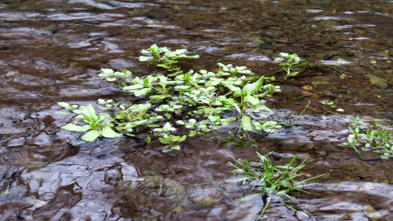 Кирсалат растёт в воде.