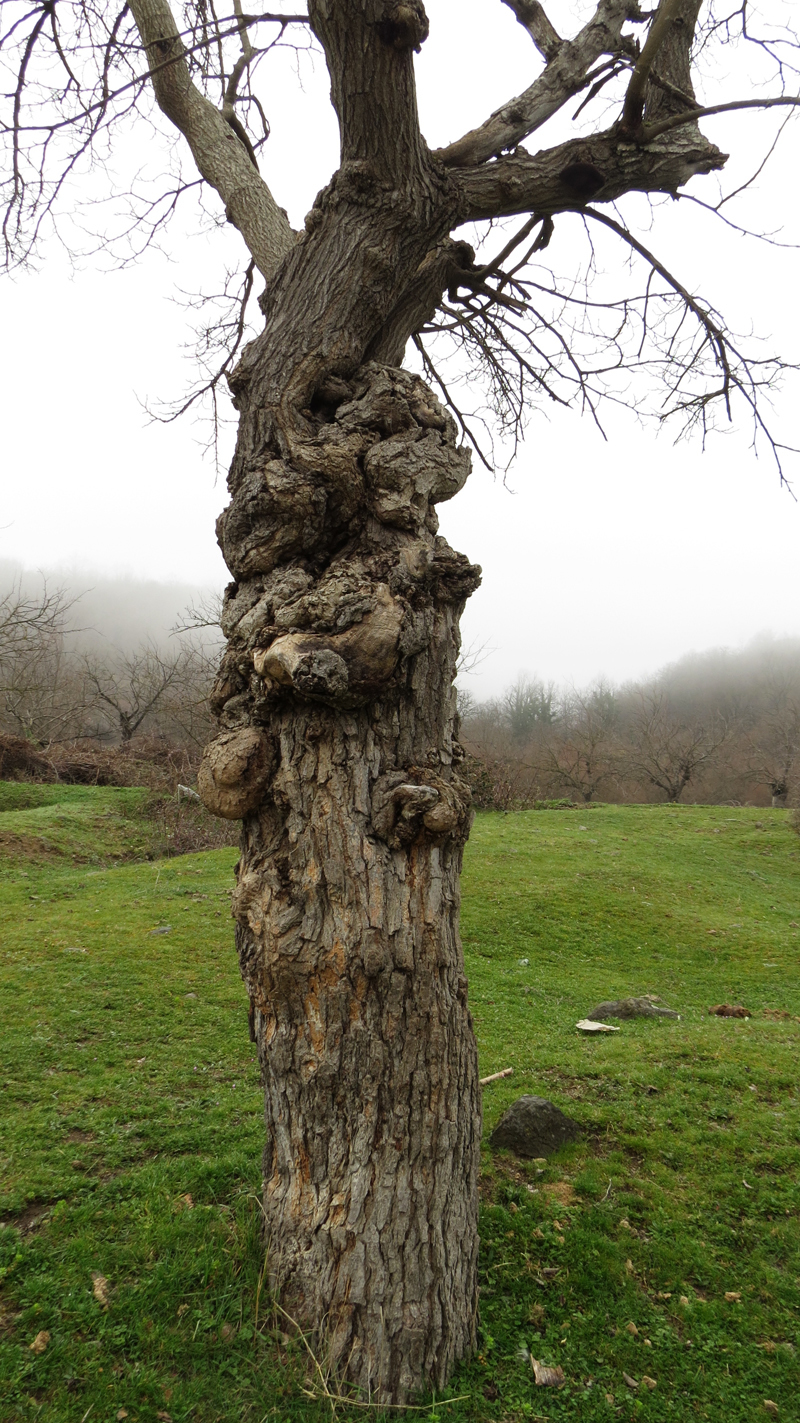 Тутовое дерево с наростами на теле.