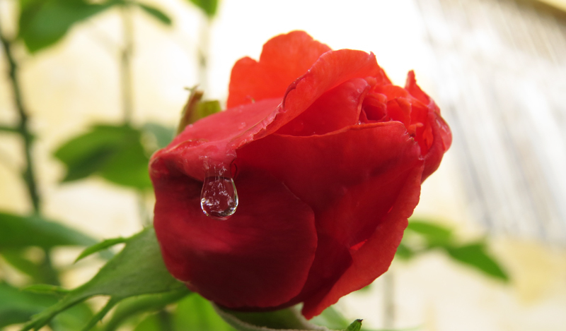 Капелька и роза. Капелька и роза.