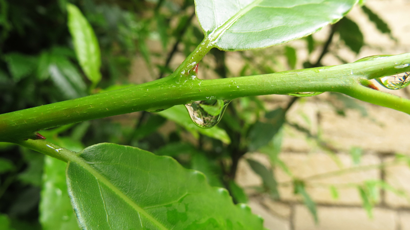 Капля. Вот-вот упадёт... Капля. Вот-вот упадёт...