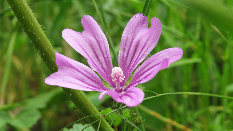 Цветочек в саду. Цветочек в саду.