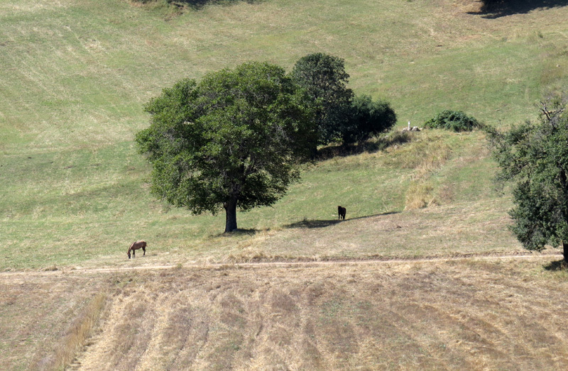 Дерево, лошади, пашня.