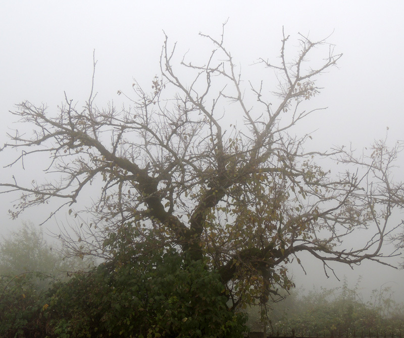Дерево в тумане...