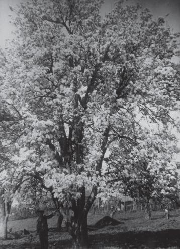 Дерево груши сорта Хутема.Аул Агуй Туапсинского района.