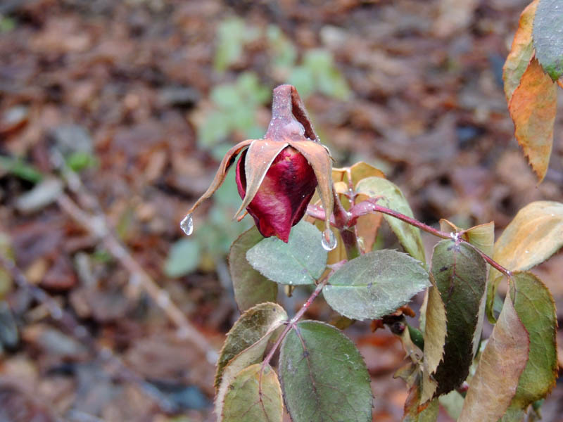 Забытая прошлогодняя роза... Забытая прошлогодняя роза...