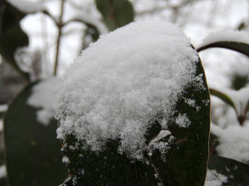 Рыхлый снедок на листочке.