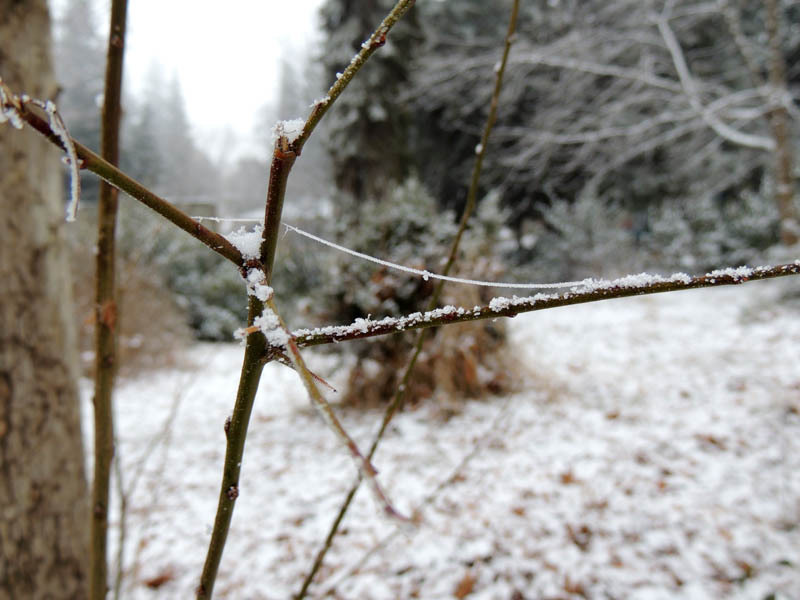 Тоненькая Тоненькая