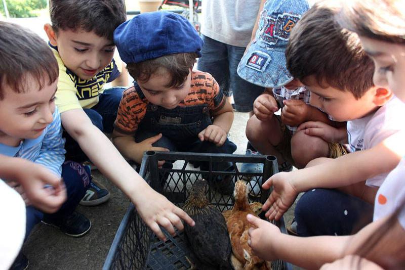 Дети общаются с цыплятами.