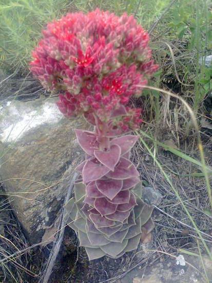 Аленький цветок,он же каменный. Аленький цветок,он же каменный.